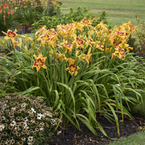 Rainbow Rhythm® 'Tiger Swirl' Daylily (Hemerocallis) - Image 4