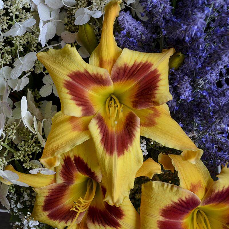 Rainbow Rhythm® 'Tiger Swirl' Daylily (Hemerocallis) - Image 5