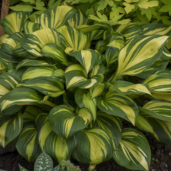 'Rainbow's End' Hosta - Image 2