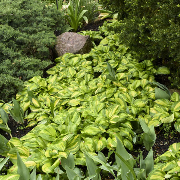 'Rainbow's End' Hosta - Image 3