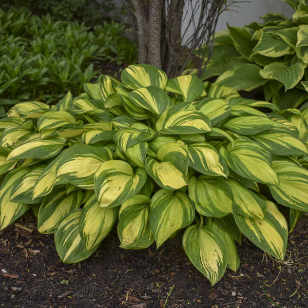 'Rainbow's End' Hosta - Image 4