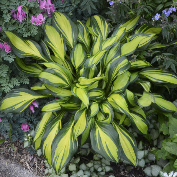 'Rainbow's End' Hosta - Image 5