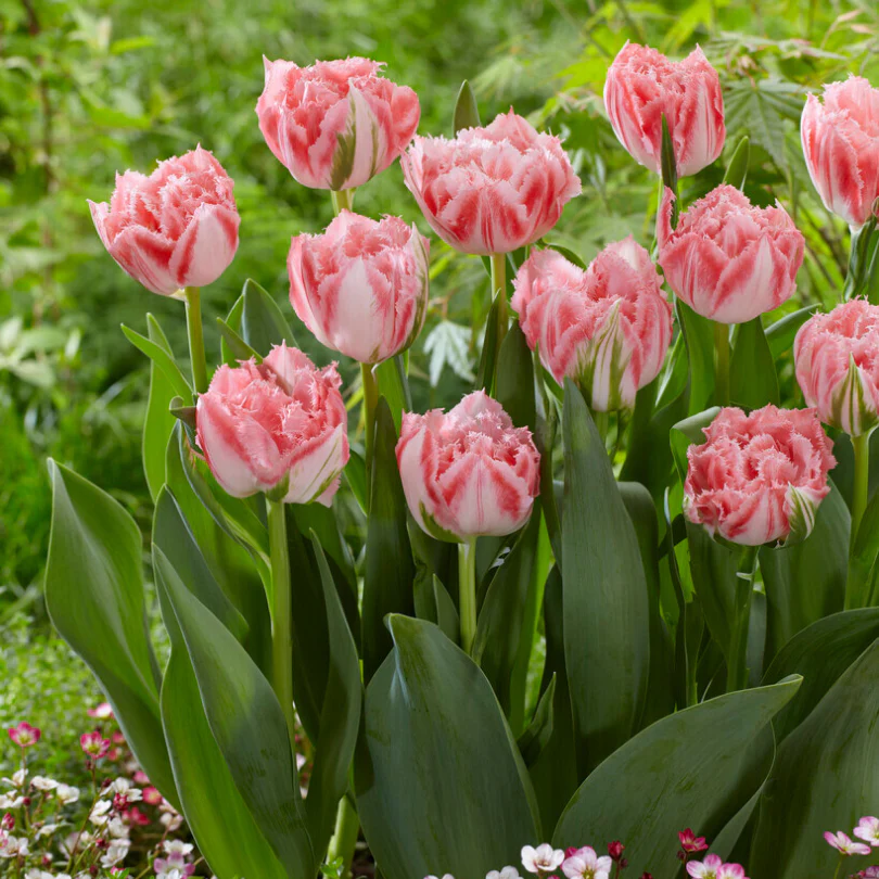 'Ranomi' Fringed Tulip - Image 2