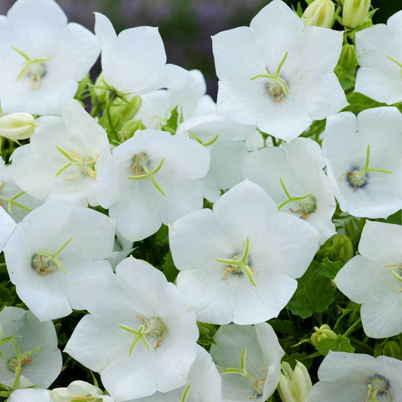 'Rapido White' Bellflower (Campanula) - Image 2