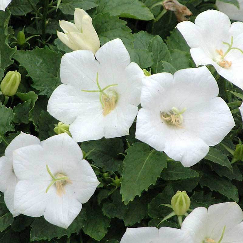 'Rapido White' Bellflower (Campanula) - Image 5
