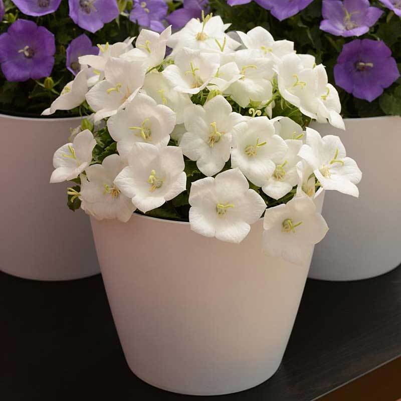 'Rapido White' Bellflower (Campanula) - Image 6