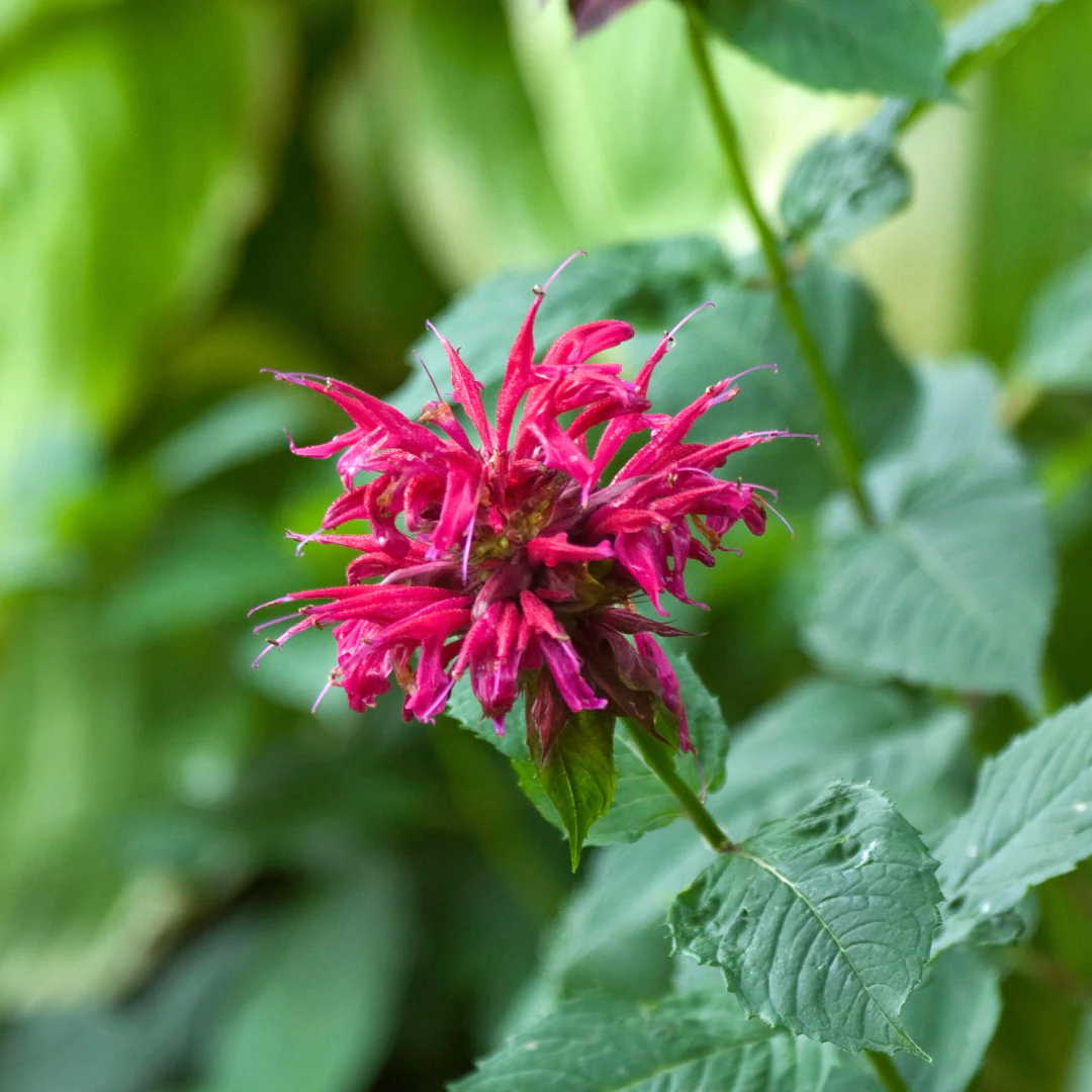 'Raspberry Wine' Bee Balm (Monarda) - Image 2