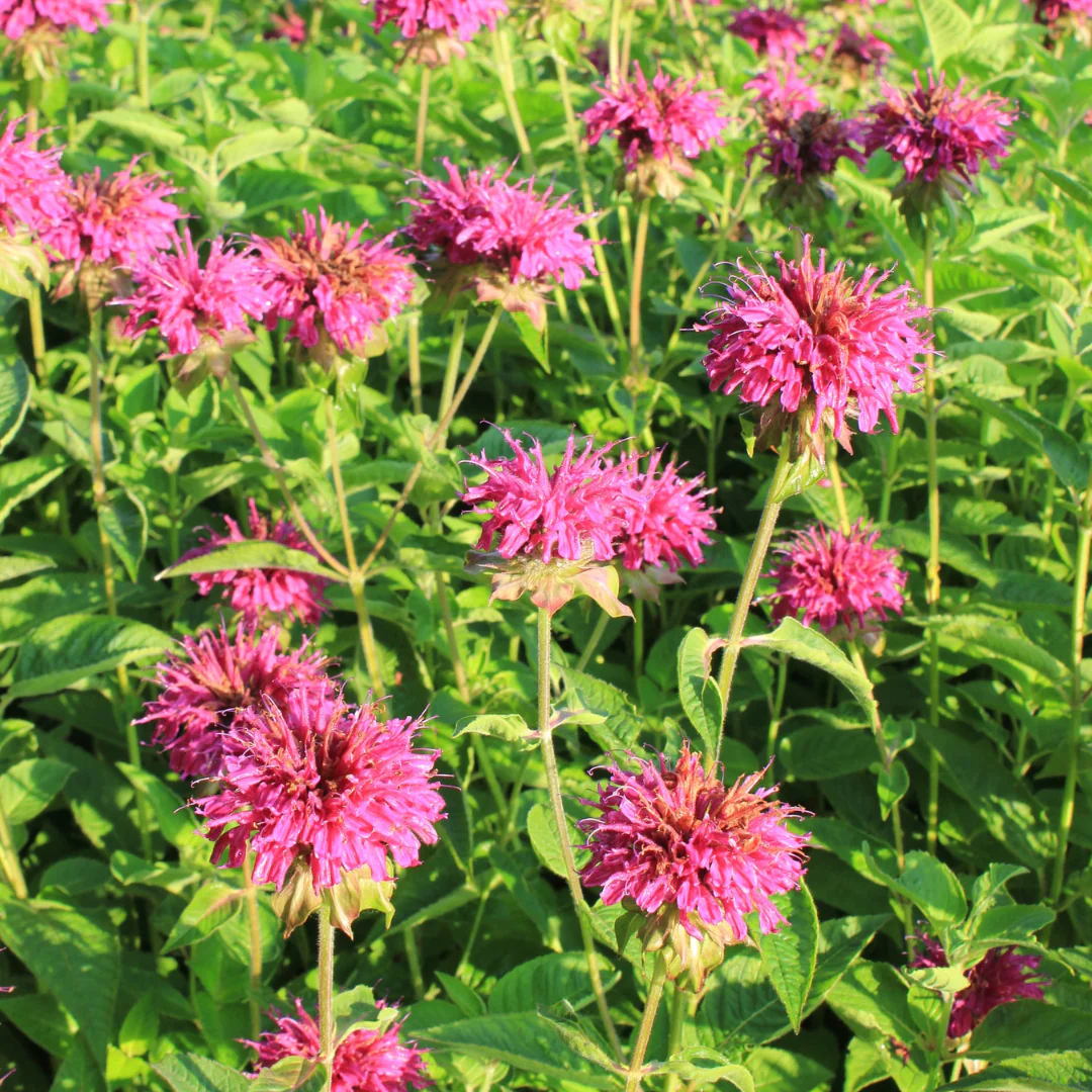 'Raspberry Wine' Bee Balm (Monarda) - Image 3