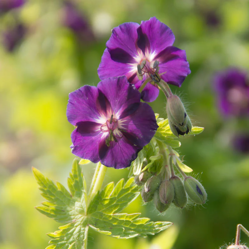 'Raven' Cranesbill (Geranium) - Image 3