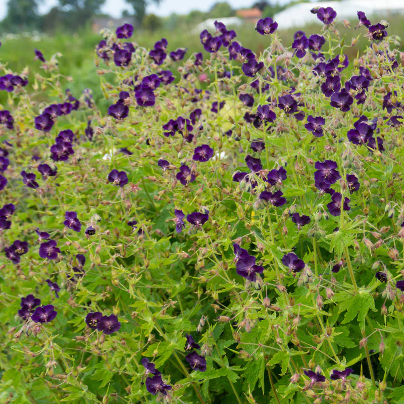 'Raven' Cranesbill (Geranium) - Image 4
