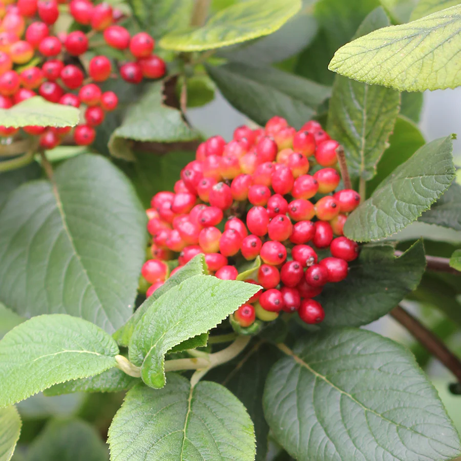 Red Balloon® Lantanaphyllum Viburnum