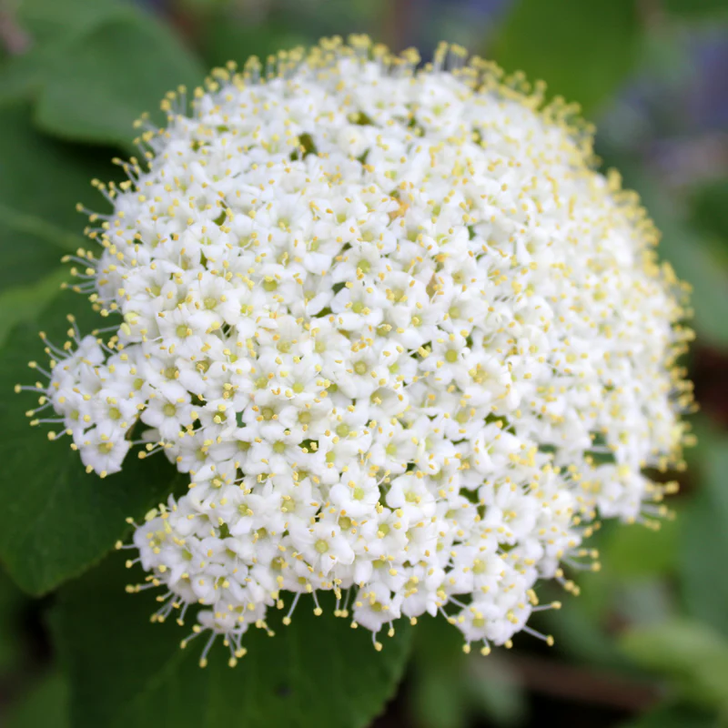 Red Balloon® Lantanaphyllum Viburnum - Image 2