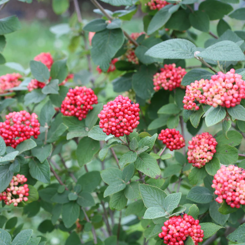Red Balloon® Lantanaphyllum Viburnum - Image 4