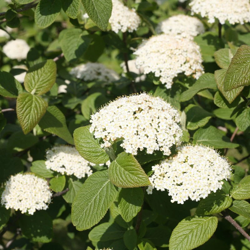 Red Balloon® Lantanaphyllum Viburnum - Image 5