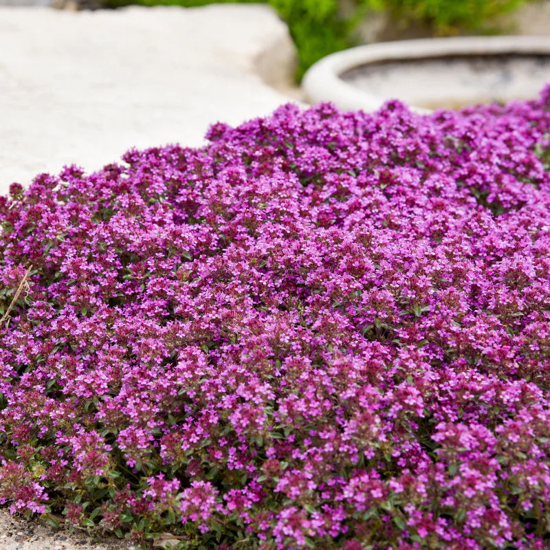 Red Creeping Thyme - Image 2