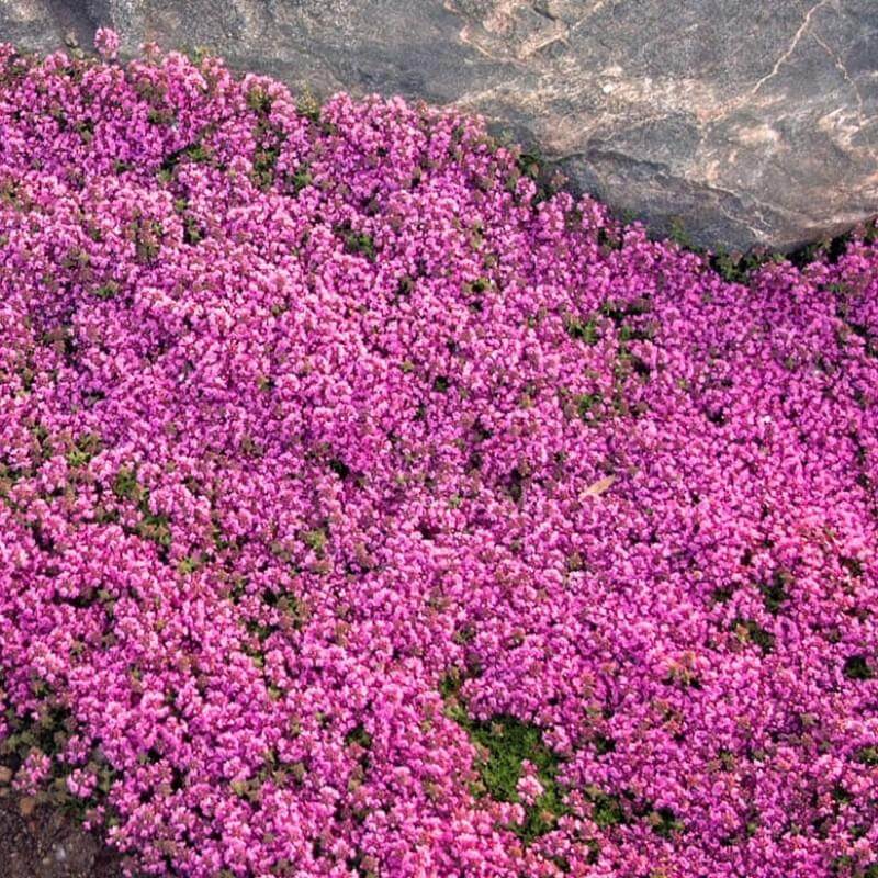 Red Creeping Thyme - Image 5