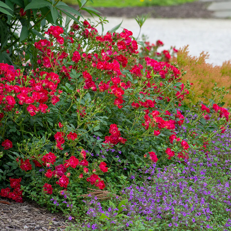 Red Drift® Rose - Image 2
