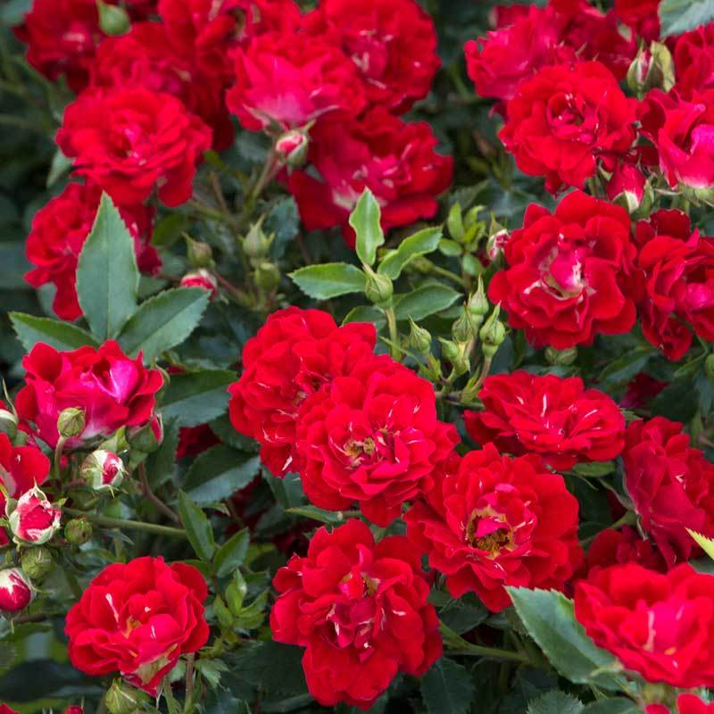 Red Drift® Rose - Image 3