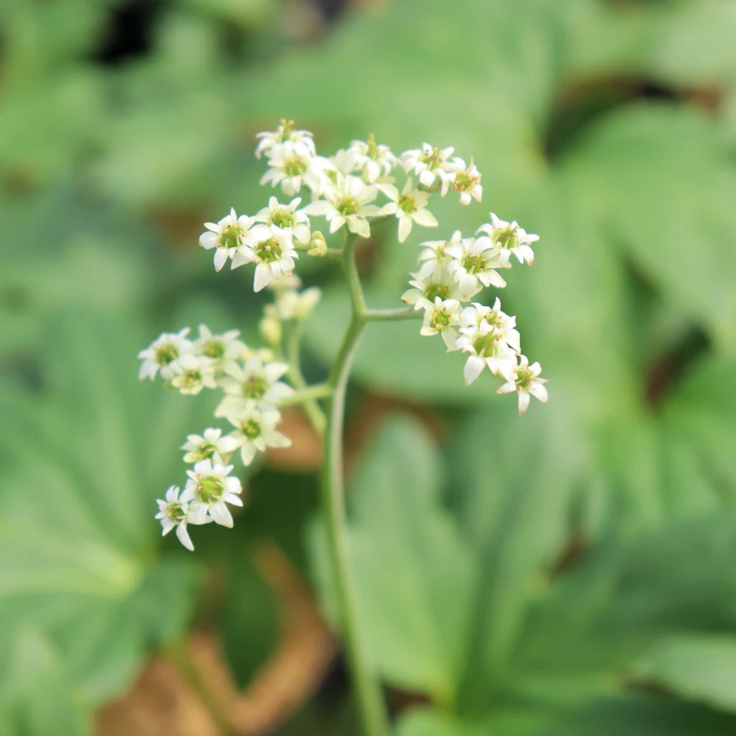 Red-Leafed Mukdenia - Image 2