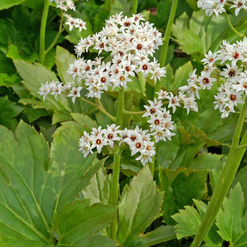 Red-Leafed Mukdenia - Image 4