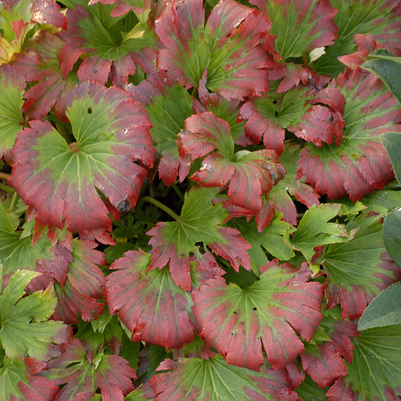 Red-Leafed Mukdenia - Image 5