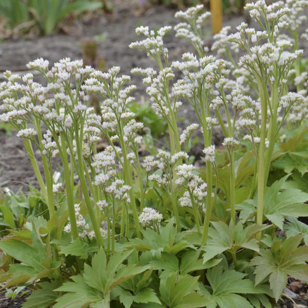 Red-Leafed Mukdenia - Image 6