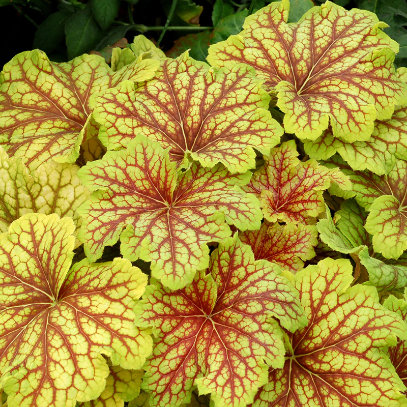 'Red Lightning' Coral Bells (Heuchera)