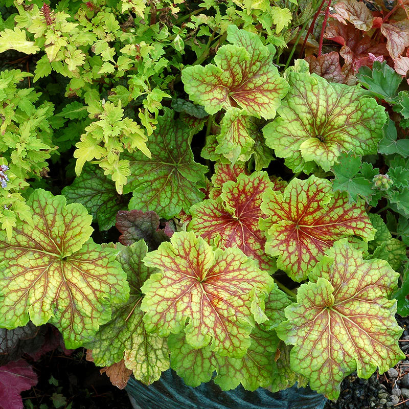 'Red Lightning' Coral Bells (Heuchera) - Image 2