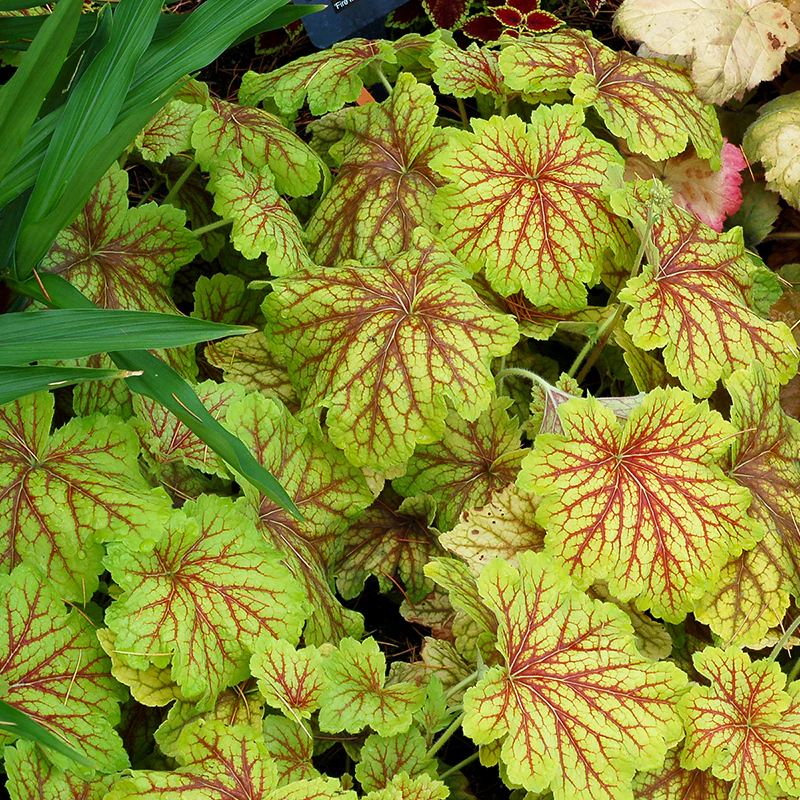 'Red Lightning' Coral Bells (Heuchera) - Image 3