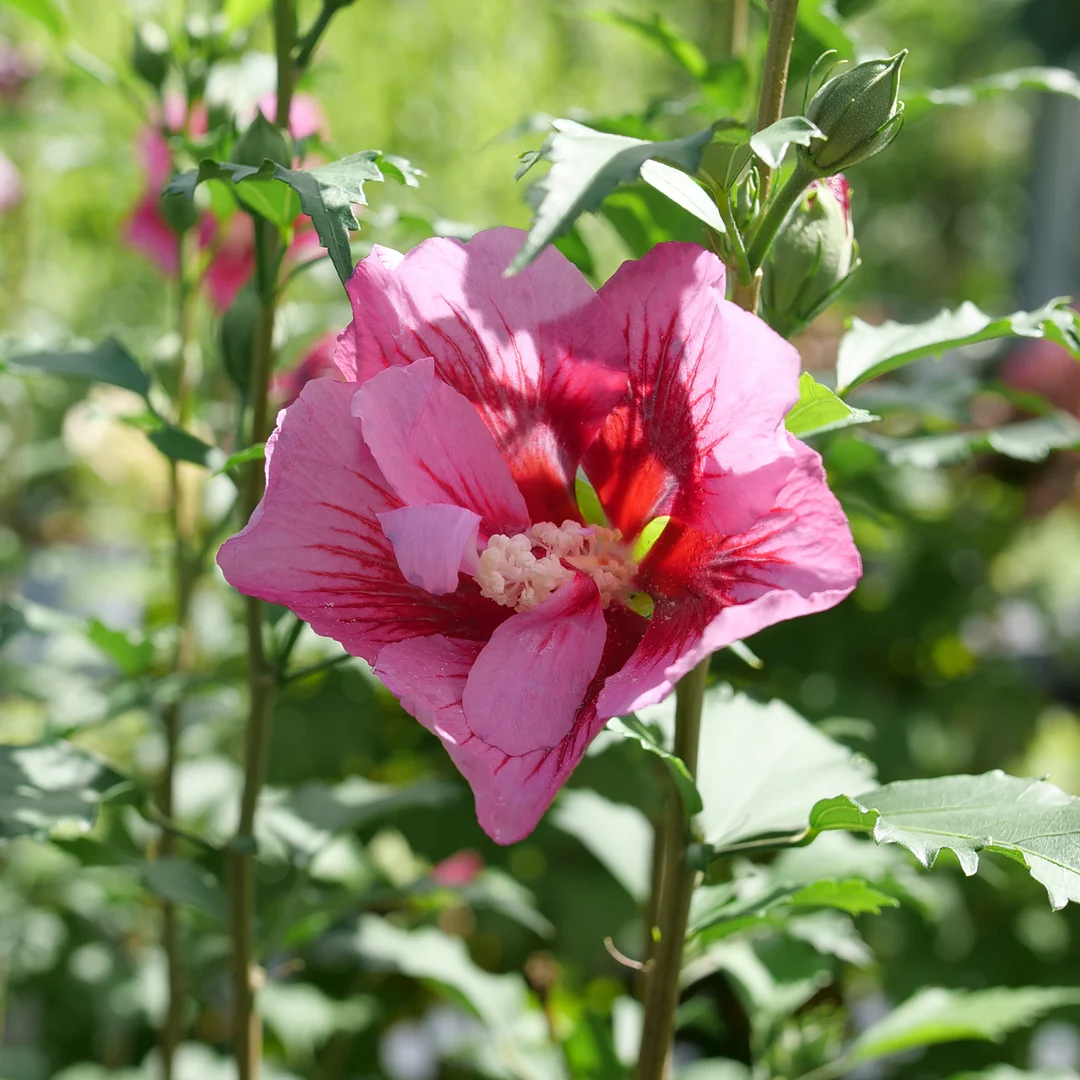 Red Pillar® Rose of Sharon (Hibiscus) - Image 2