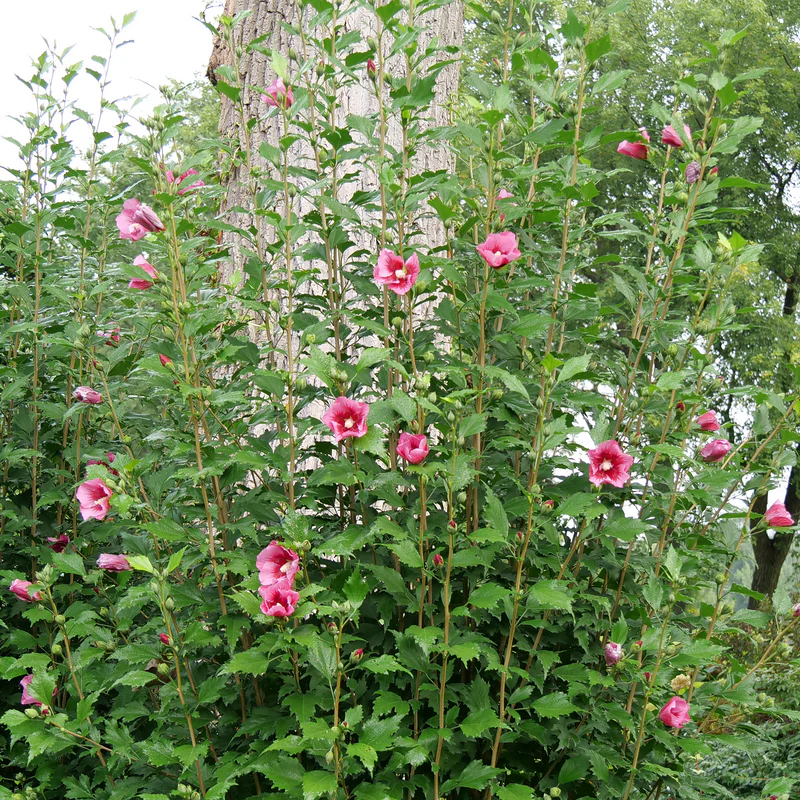 Red Pillar® Rose of Sharon (Hibiscus) - Image 3