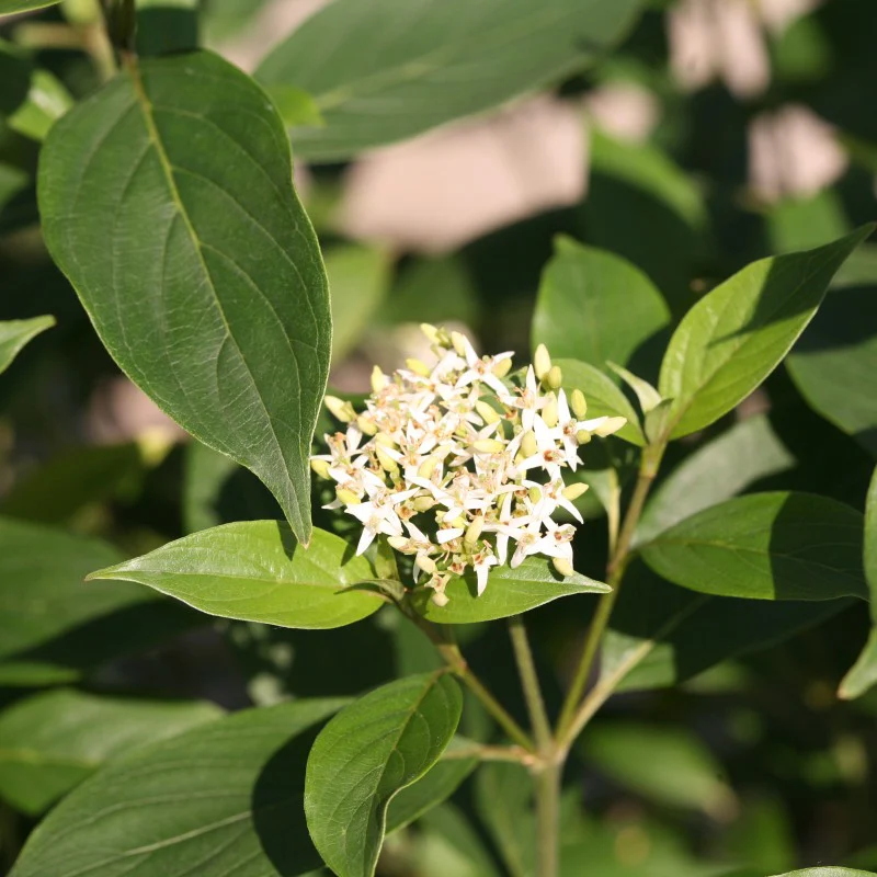 Red Rover® Silky Dogwood - Image 2