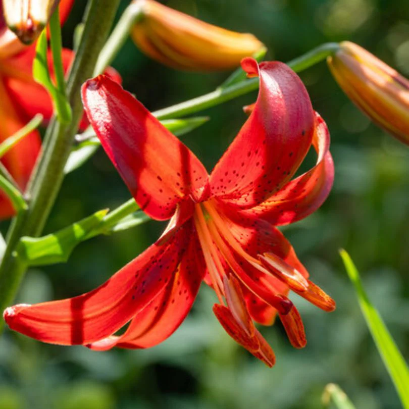 'Red Velvet' Lily (Lilium) - Image 2