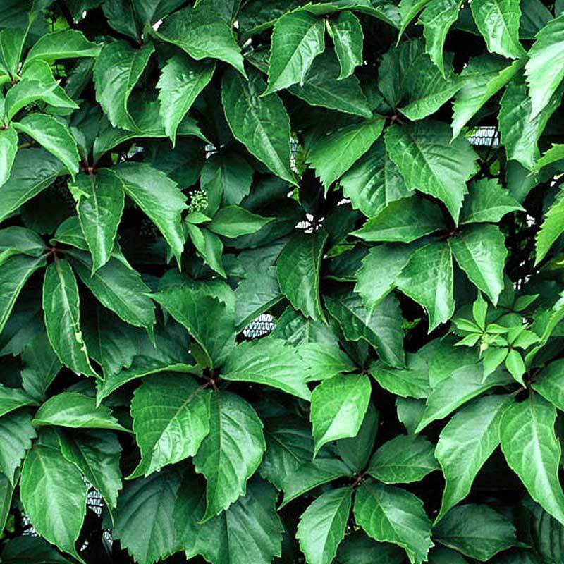 Red Wall® Virginia Creeper - Image 2