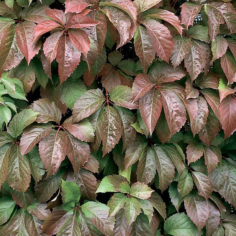 Red Wall® Virginia Creeper - Image 3
