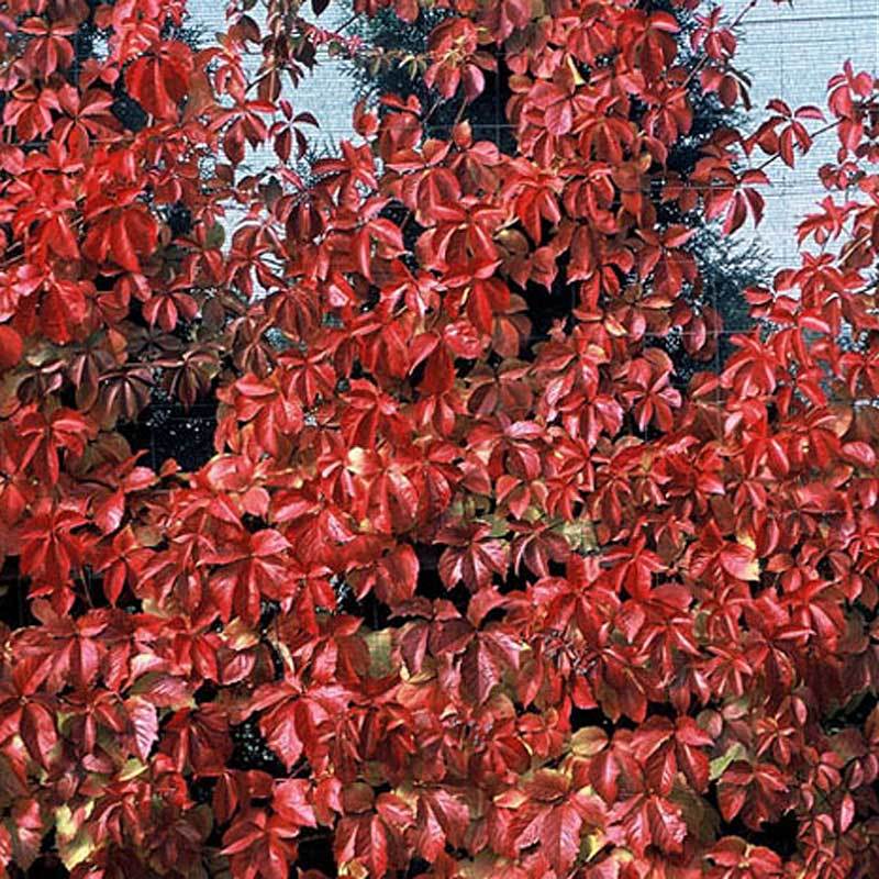 Red Wall® Virginia Creeper - Image 4