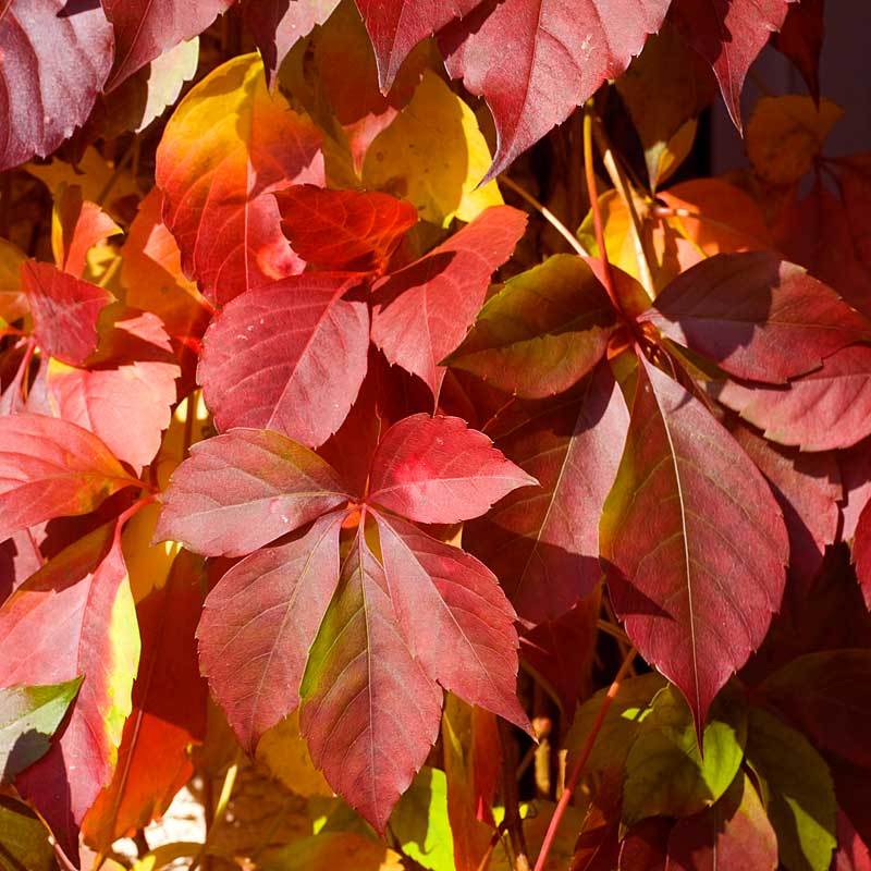 Red Wall® Virginia Creeper - Image 5