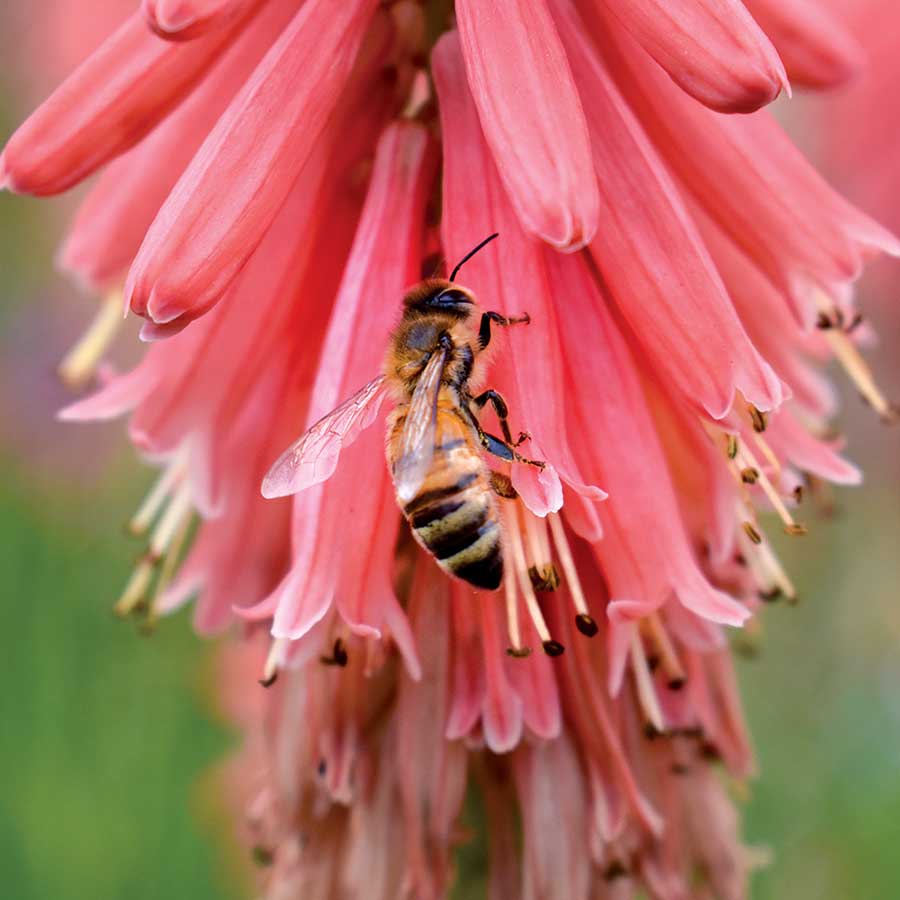 'Redhot Popsicle' Red Hot Poker (Kniphofia) - Image 3