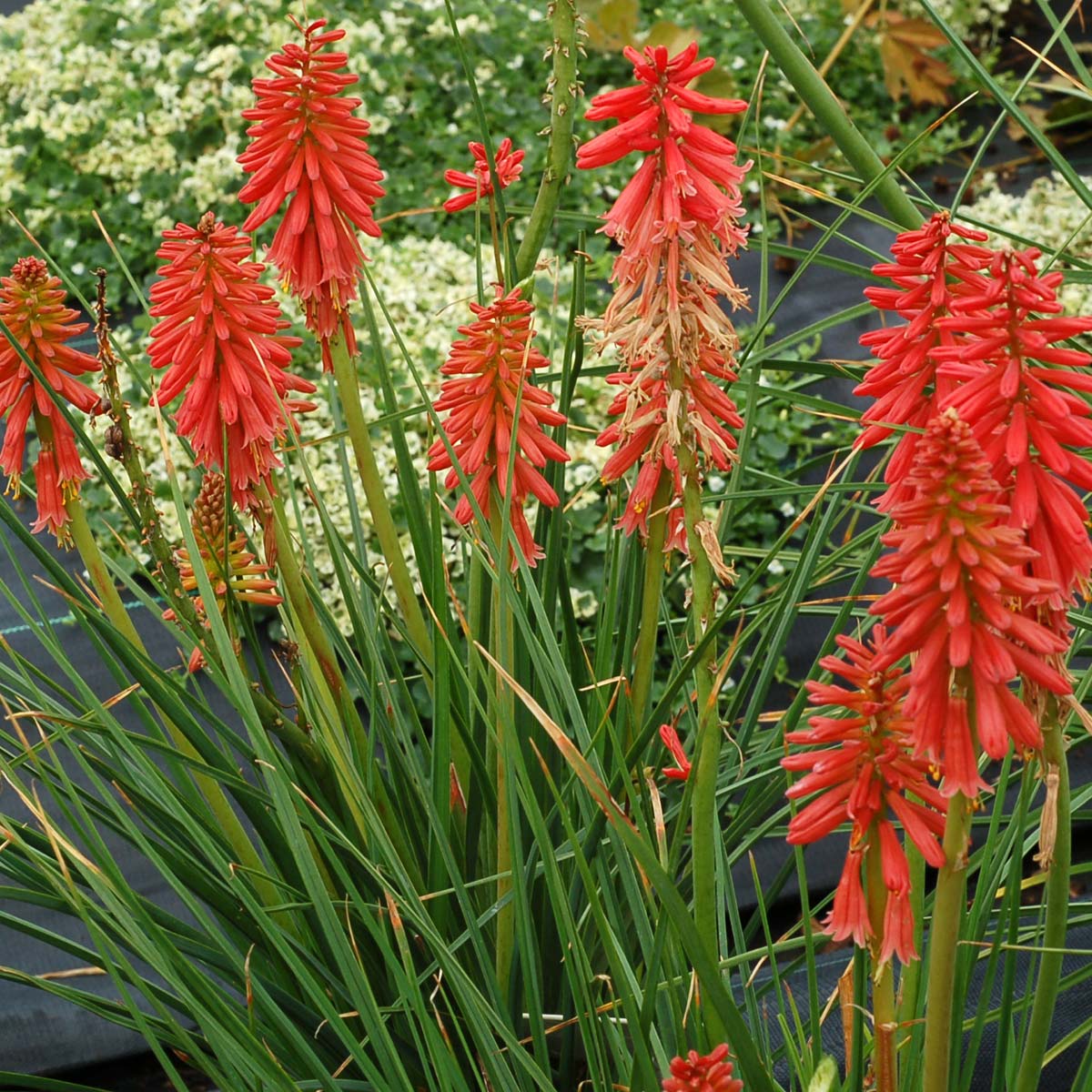 'Redhot Popsicle' Red Hot Poker (Kniphofia) - Image 4
