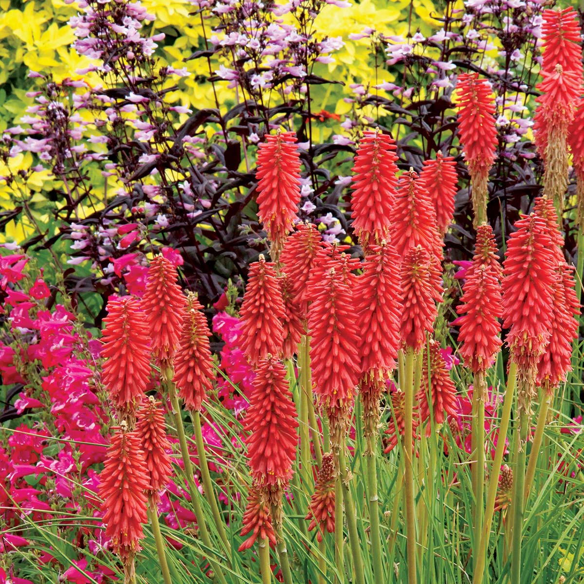 'Redhot Popsicle' Red Hot Poker (Kniphofia) - Image 5