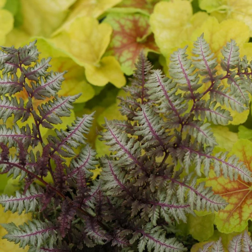 'Regal Red' Japanese Painted Fern (Athyrium) - Image 3