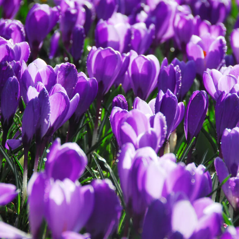 'Remembrance' Large Flowering Crocus - Image 3