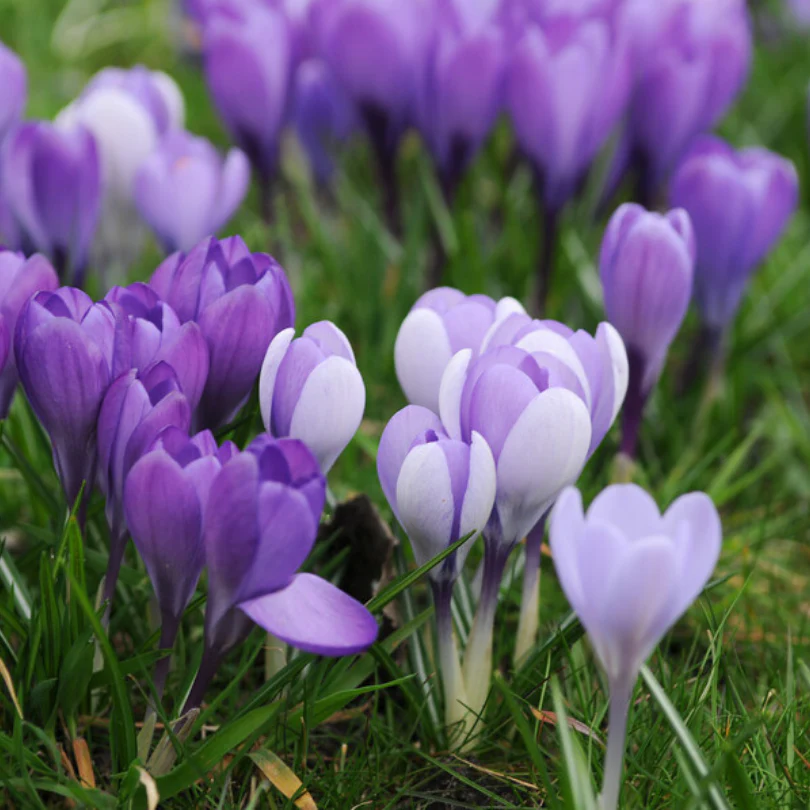 'Remembrance' Large Flowering Crocus - Image 4