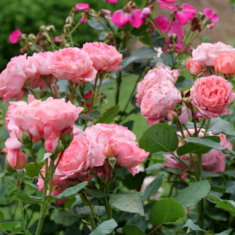 Reminiscent™ Coral Rose - Image 2