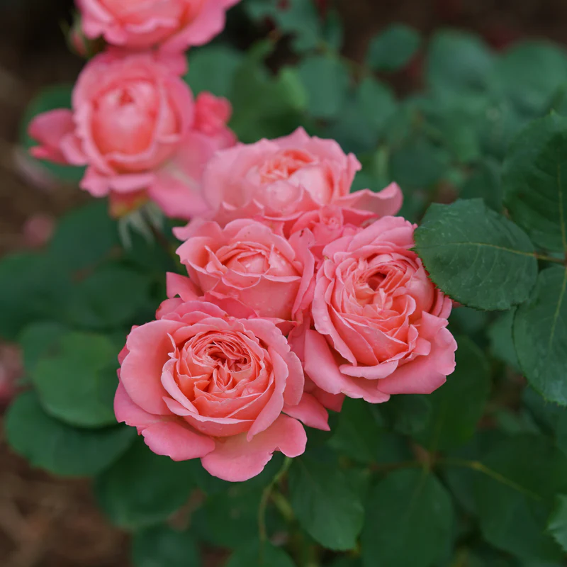 Reminiscent™ Coral Rose - Image 3
