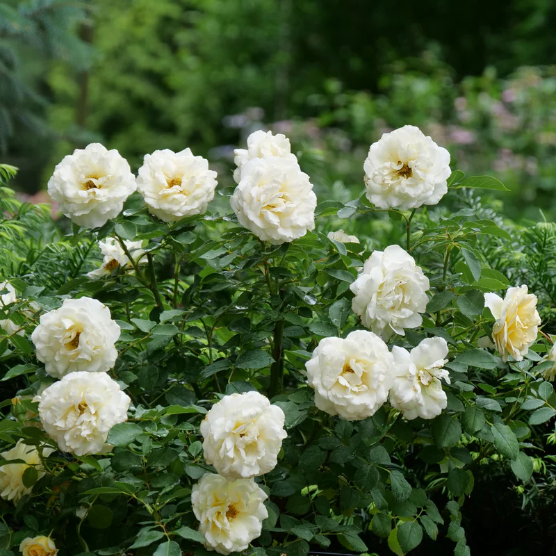 Reminiscent™ Crema Rose