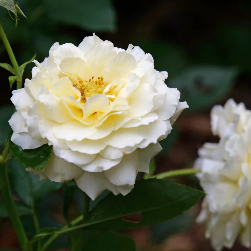 Reminiscent™ Crema Rose - Image 2