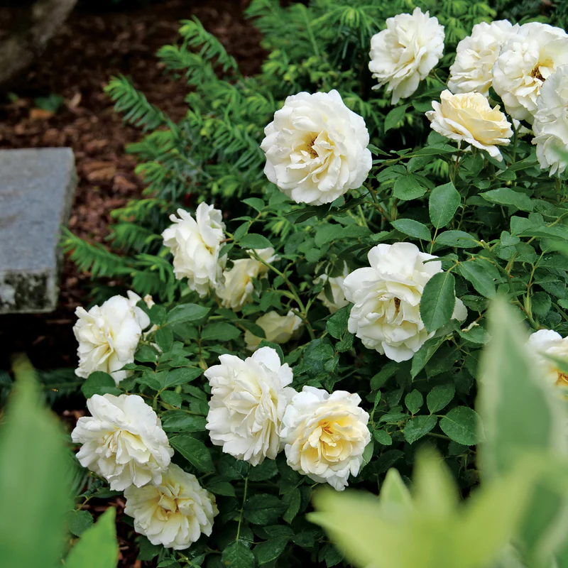 Reminiscent™ Crema Rose - Image 3