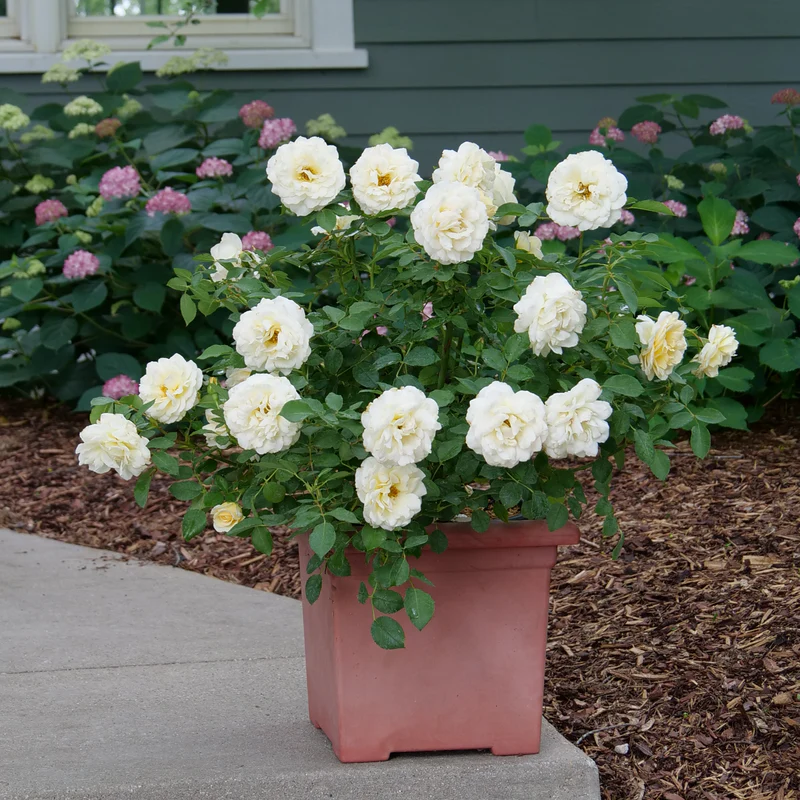 Reminiscent™ Crema Rose - Image 4