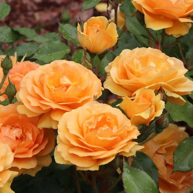 Reminiscent® Ginger Rose - Image 2